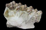 Oreodont Jaw Section With Teeth - South Dakota #81939-2